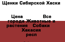 Щенки Сибирской Хаски › Цена ­ 20 000 - Все города Животные и растения » Собаки   . Хакасия респ.,Абакан г.